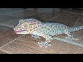 My Tin Gecko  đang phát trực tiếp!