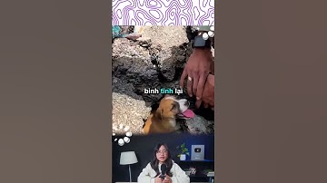 Khám phá:Những chú chó bị mắ.c k.ẹt dưới đống đổ n.át#shorts #khampha #giaicuu #khamphathegioikydieu