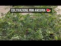 Coltivazione Mini-Anguria #shorts
