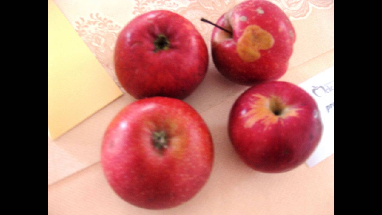 Mostra mele antiche CavassoNuovo 2015