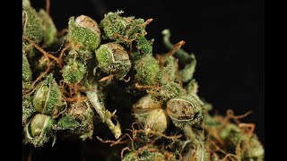 WHY BAG SEEDS ARE A BAD IDEA