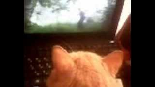 Кот смотрит фильм