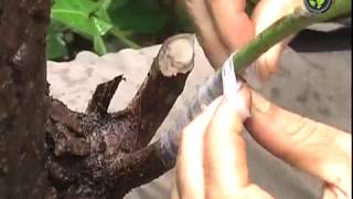 Softwood Grafting - Hindi (Mrudu Kashta Kalam Bandhana)