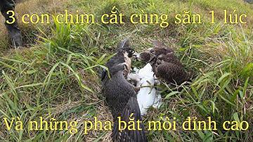 3 Con Chim Cắt  cùng 1 lúc săn đàn cò trắng.và cái kết không tưởng (peregrine falcon hunting herds)