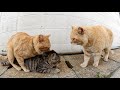 相島のボス猫「コムギ」の彼女猫に手を出した茶トラ猫の末路・・・