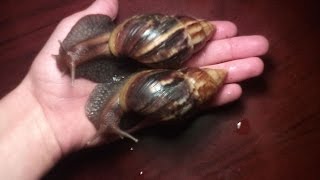 Мои ахатины💗💗, уход за ахатинами Мои ахатины💗💗, уход за ахатинами