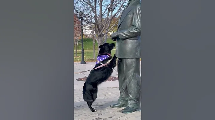 Zoey the Border Collie  meeting Julius Kleiner