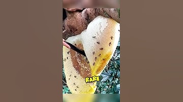 Honeycomb Release Liquid Gold Through Centrifugal Force#shortsviral #shortsfeed #shortsvideo #shorts