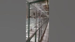 KANDANG TERNAK TGM BF CIREBON