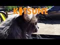 Siberian cat adventure to Keystone Colorado