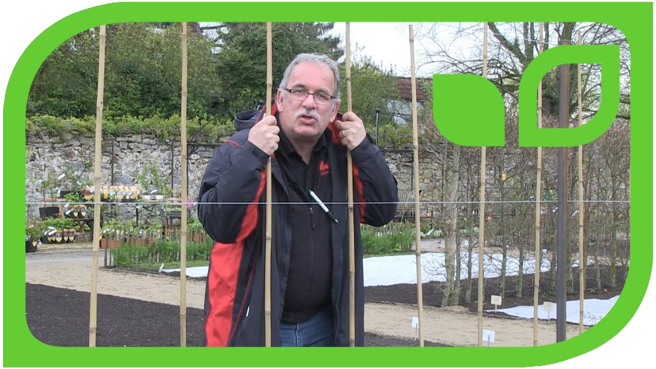 Die Goji - Hecke mit Turgidus im Küchengarten auf Schloss Ippenburg