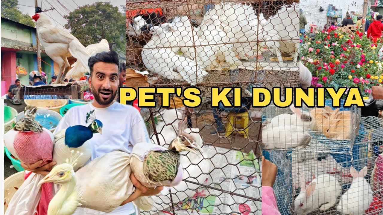 Pets ki duniya || animals lovers video