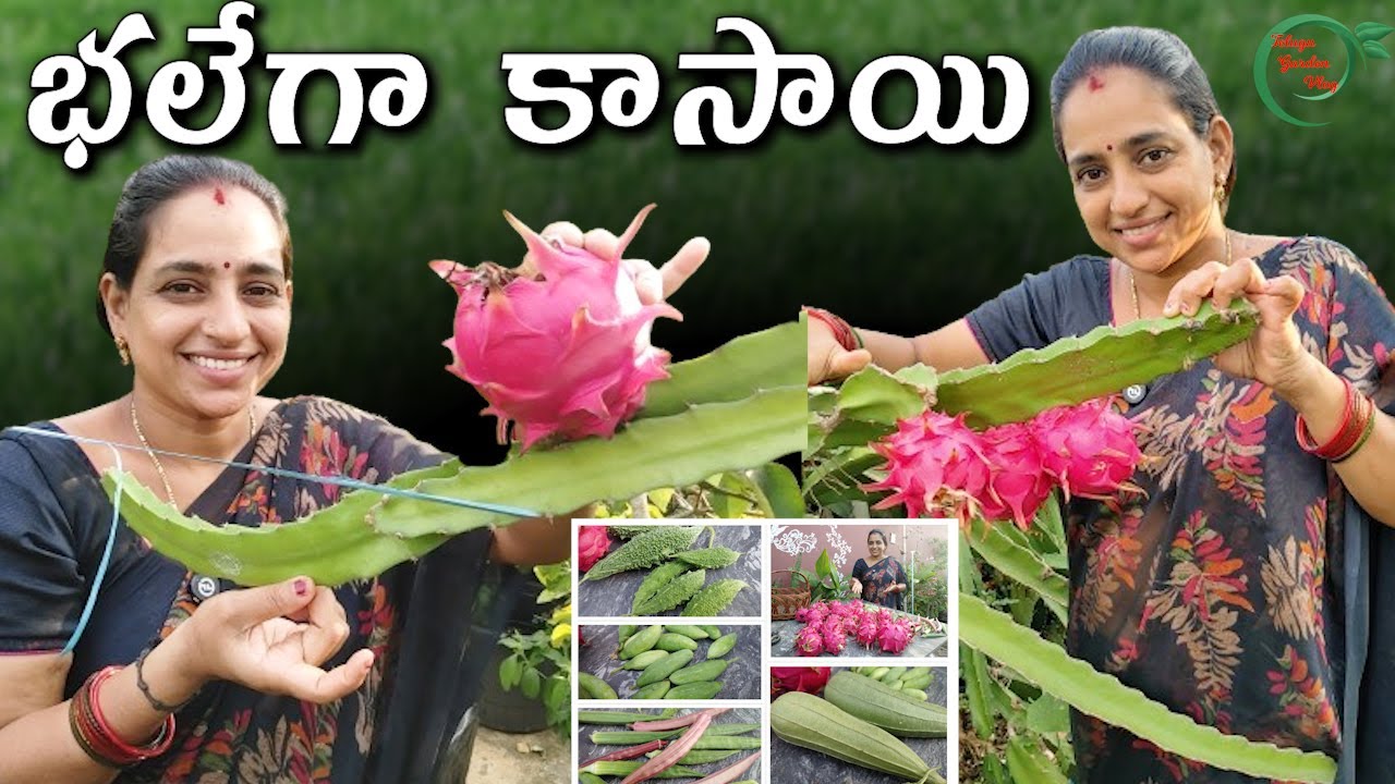 Beautiful Harvest | Dragon fruits భలేగా కాసాయి || TELUGU GARDEN VLOG