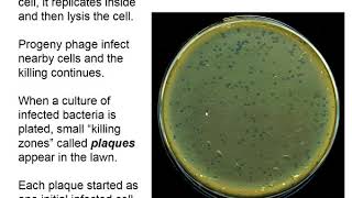 Genetics Chapter 7 Part 2