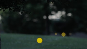 How do fireflies glow? - ACS Headline Science