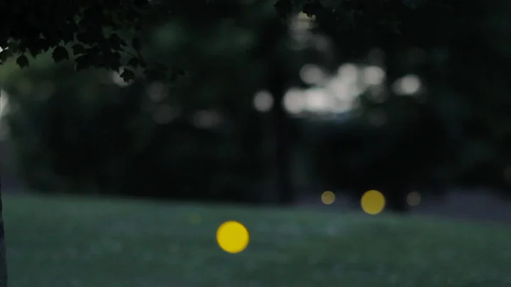 How do fireflies glow? - ACS Headline Science