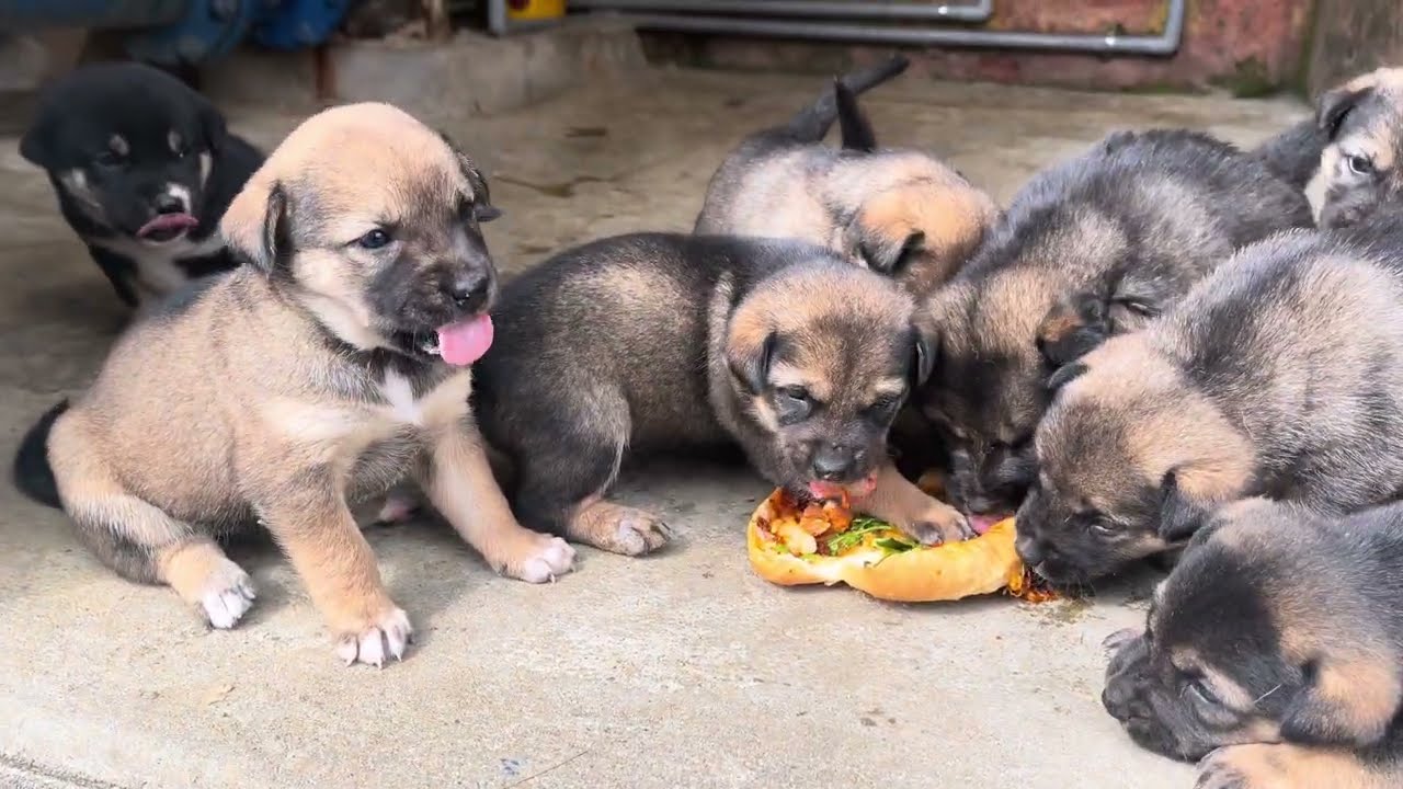 Puppies Absolutely Love Grilled Meat Sandwiches