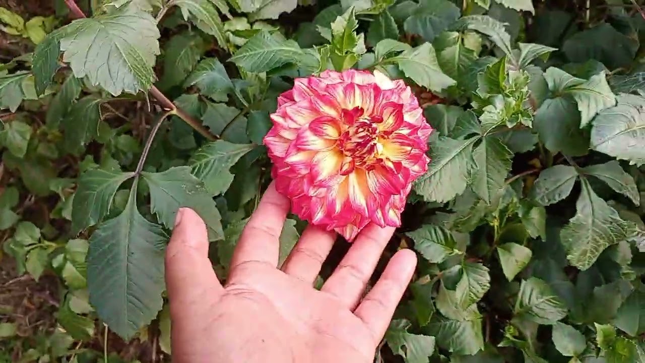 Tour no quintal 😁😁