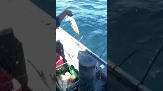 #squid #fishing in #slowmotion #boats #fish #ocean #jigging #seafood