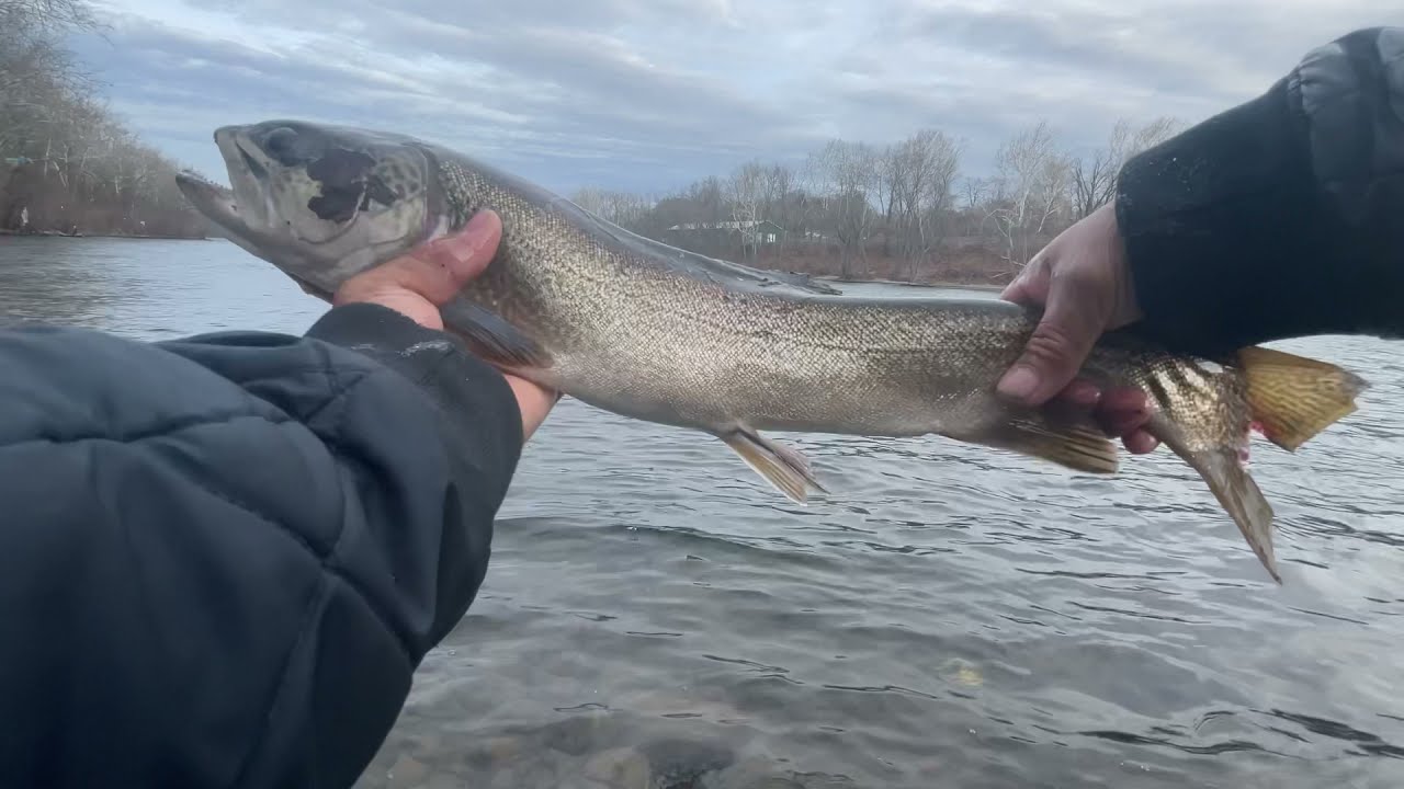 I Caught A Huge Lake Trout!!! Delaware River Easton Pa, YouTube
