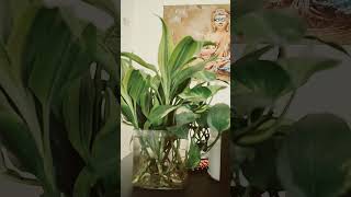 #moneyplant #upay #astrology #facts #shortvideo #ytshorts #viral #video #maa #laxmi #lordshiva 🙏