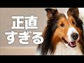 犬に「ママとご飯、どっちが大好き？」と聞いてみた【会話ボタンでしゃべる犬】 #犬 #ペット