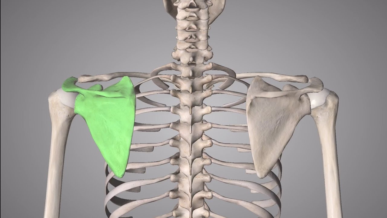 Shoulder Injuries Explained Rotator Cuff Tear, Bursitis, Frozen