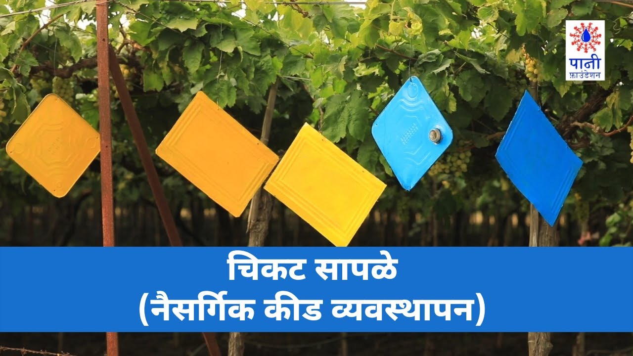 चिकट सापळे - नैसर्गिक कीड व्यवस्थापन | Sticky Traps - Natural Pest Management | Paani Foundation