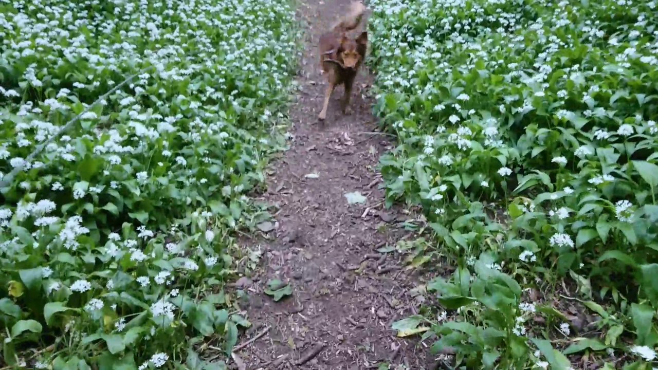 Maidstone dog walker YouTube