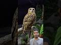 उल्लू की गर्दन घुमा दी 😱😱😱 | #viral #shortsfeed #trendingshorts #shorts