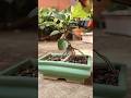Clipping a 3 year old Ficus Benghalensis bonsai to promote branching