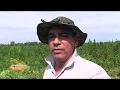 OPERATIVO CORTE DE MARIHUANA DPTO. DE SAN PEDRO /PARAGUAY