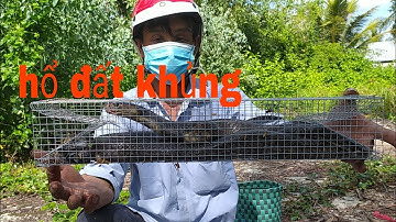 Đi Thăm Bẩy Rắn Dính Được Em Hổ Đất Khủng@ | Tập 4