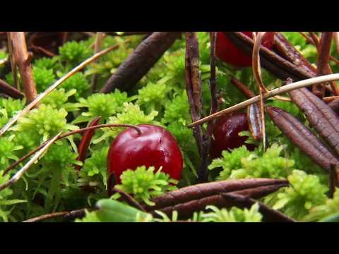 Video: Tigireksky Nature Reserve: beschermde natuurgebieden van het Altai-territorium