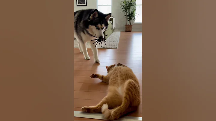 Toys given by a dog to a cat