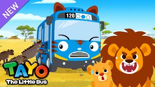 ¡Papá león es un dormilón! | El autobús Safari Tayo | Aprender animales para niños | Tayo Español