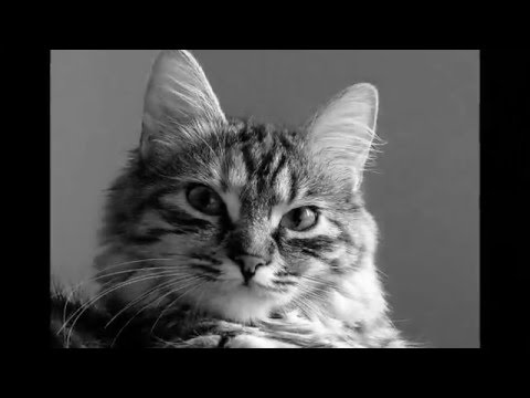 Video: Perzijska Mačka: Fotografija, Opis Pasmine, Karakter I Sadržaj Perzijskog, Kako Odabrati Mače Sa Spljoštenom Njuškom