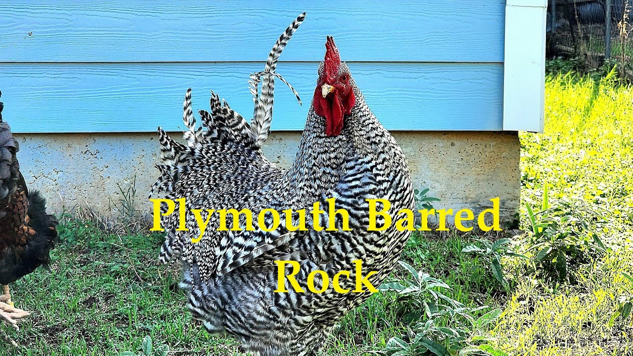 Plymouth Barred Rock Rooster crowing YouTube