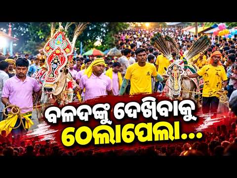 67th Bull Festival in Kalan, Jajpur | Traditional Dussehra Celebration | knewsodisha
