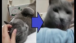 甘えてても最後は結局ケンカモードになるヤンキー猫