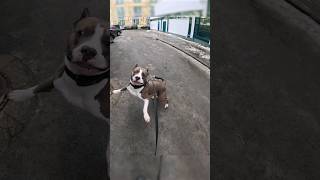 Амстафф Локи 3 года | Макдакыч | Стаффорд | Amstaff Loki