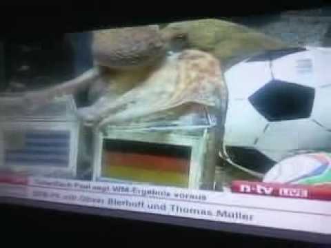 Krake Paul: Deutschland wird Dritter bei der WM!