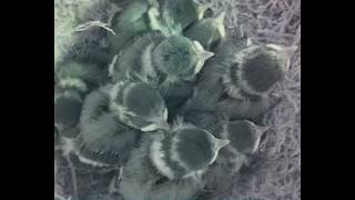 🐦 Blaumeisen - heute Ausflug? – Webcam Nest 2026 (Tag 19)