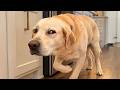 You Will Regret Scrolling Past This FUNNY DOGS Video! 🤣😂 Funniest Dogs of 2026