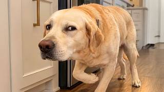 You Will Regret Scrolling Past This FUNNY DOGS Video! 🤣😂 Funniest Dogs of 2026