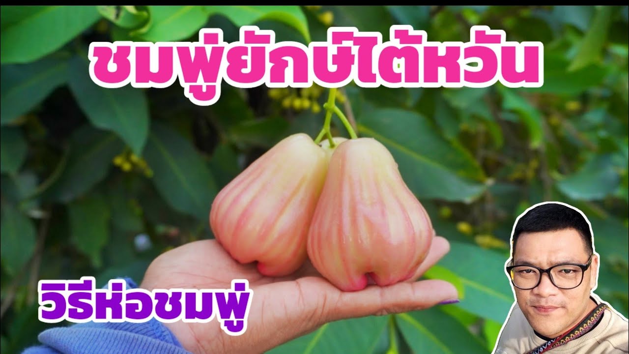 วิธีห่อผลชมพู่ ชมพู่ยักษ์ไต้หวัน ผลดกออกตลอดทั้งปี ผลใหญ่ ไร้เมล็ด รสชาติดี | พี่ต้อม เกษตรอินทรีย์