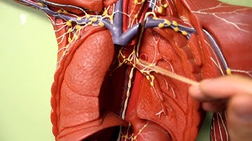 LYMPHATIC SYSTEM ANATOMY: Body plaque model