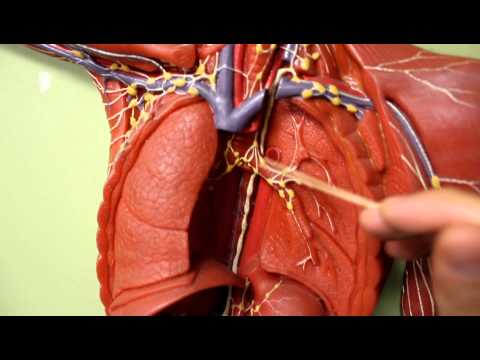 Video: Tillbehör Till Vänster Leverarterior Anatomi, Funktion Och Diagram - Kroppskartor