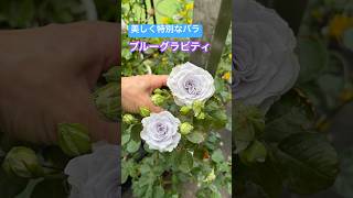 2026年5月4日撮影　ロサオリエンティスのブルーグラビティ　青バラ　#rose #garden #つるバラ