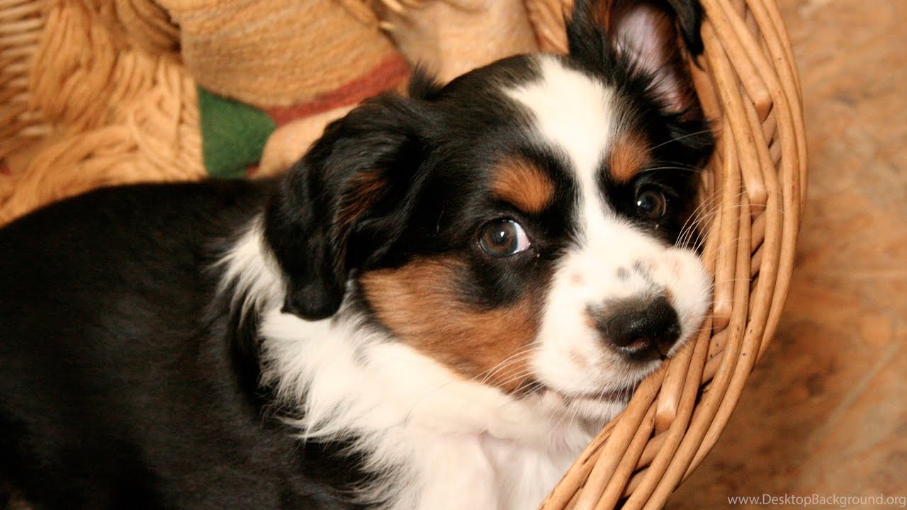 Australian Shepherds Guardians of the Soul for Emotional Healing